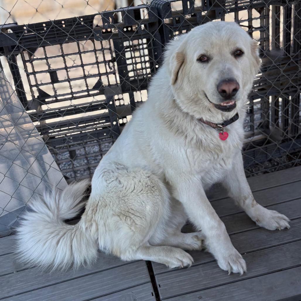Raya Michelle, a Adoptable mixed breed in San Pablo, CA image 6/6
