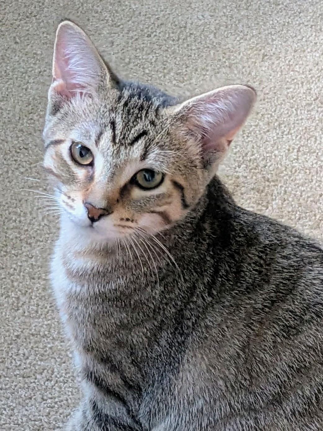 Enlarge Snickers, a Adoptable Domestic Short Hair in Johnsburg, IL image 2/2