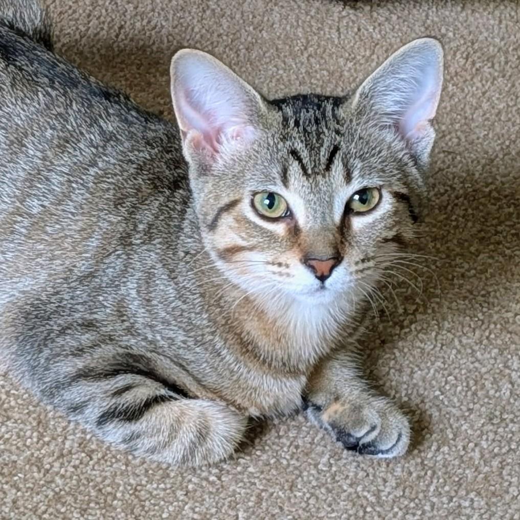 Snickers, Adoptable, Kitten Female Domestic Short Hair.