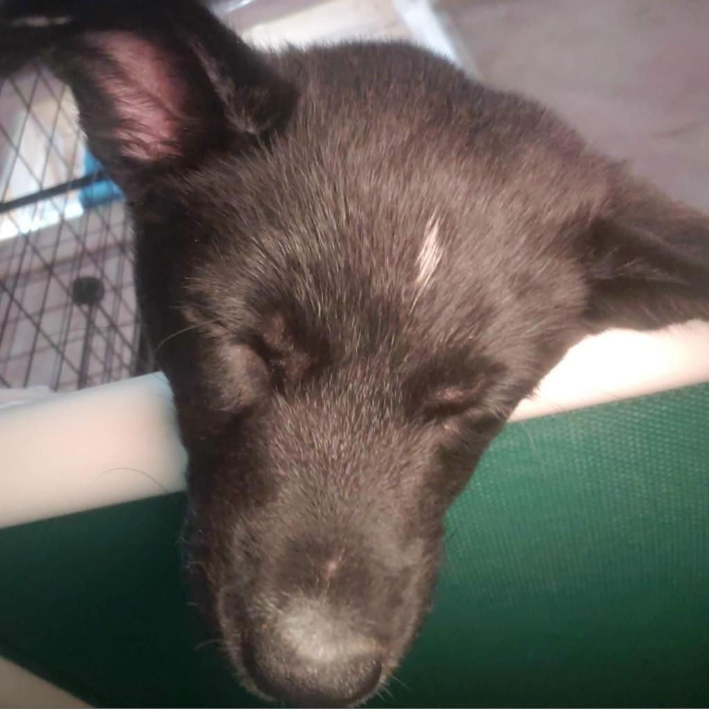 Torvi, a Adoptable mixed breed in Calgary, AB image 2/6