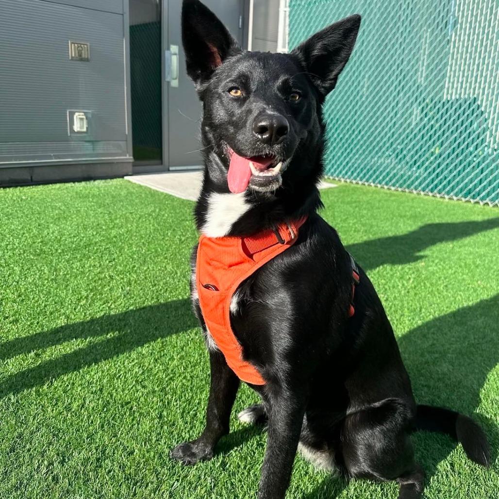 Torvi, a Adoptable mixed breed in Calgary, AB image 6/6