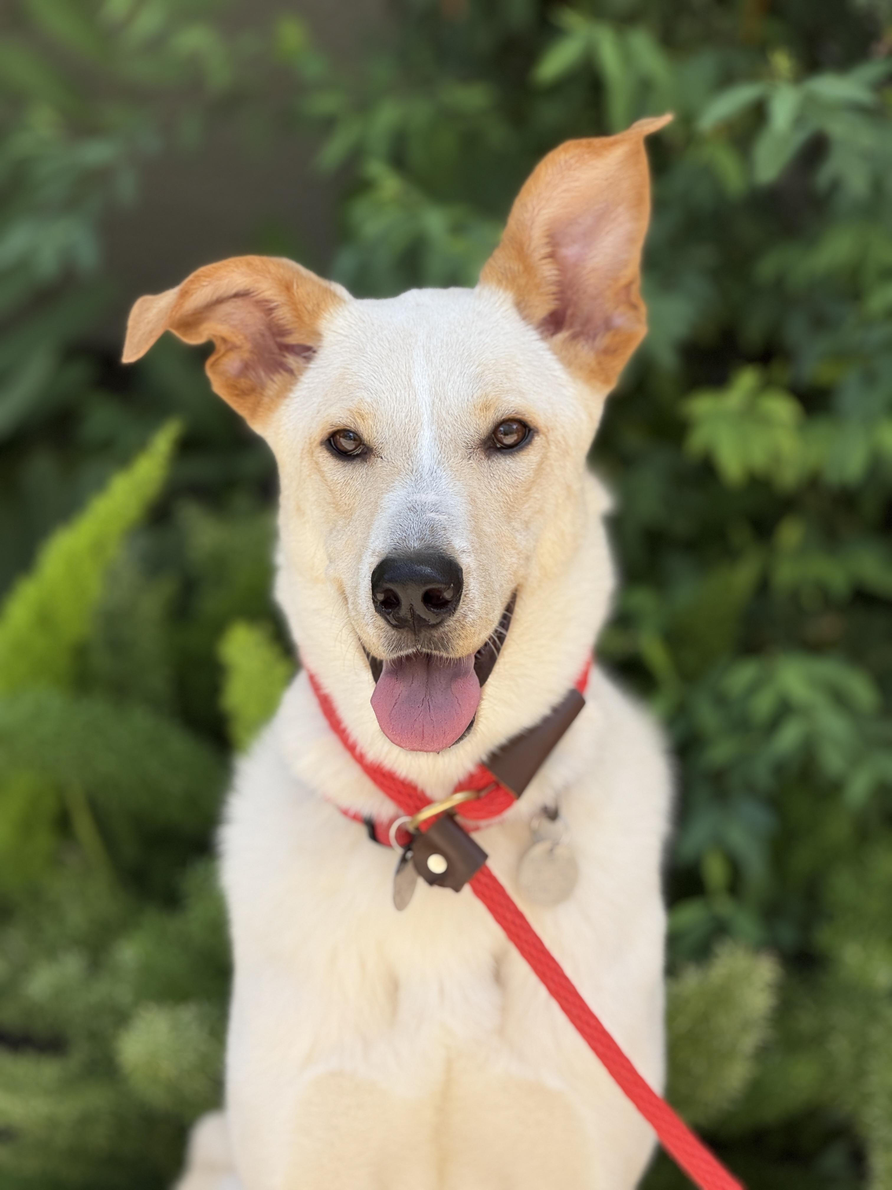 Rubi, a Adoptable mixed breed in Houston, TX image 2/6