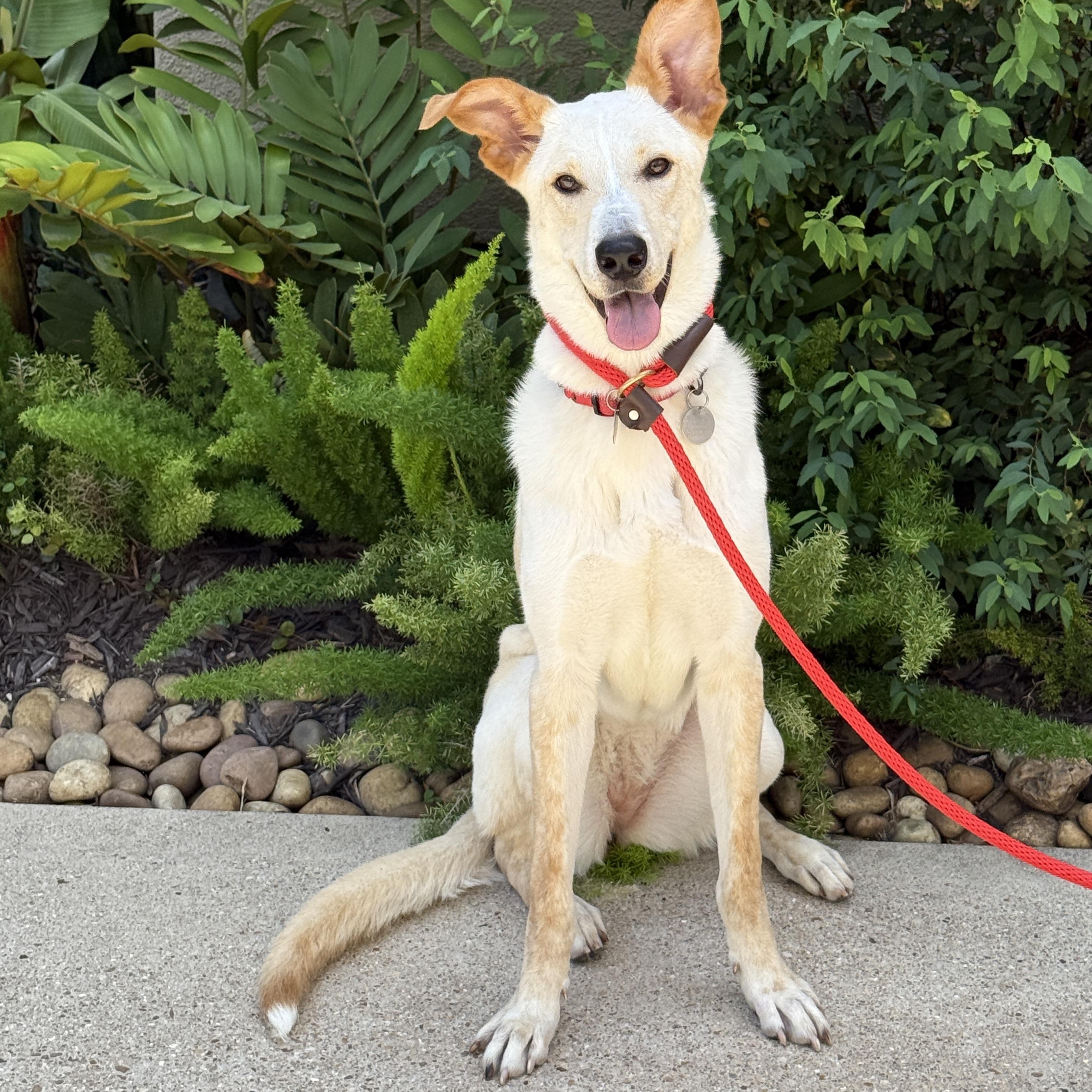 Rubi, a Adoptable mixed breed in Houston, TX image 6/6