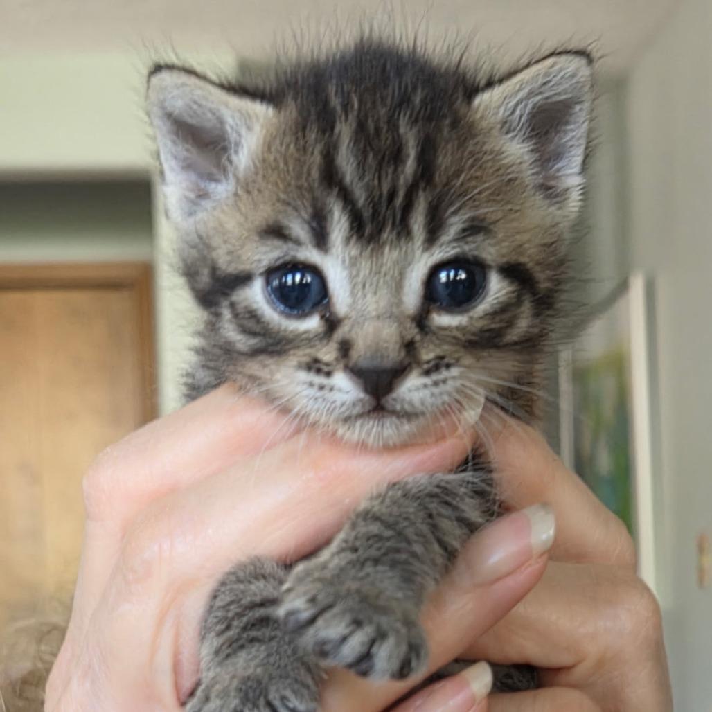 Henry, Adoptable, Kitten Male Domestic Short Hair.