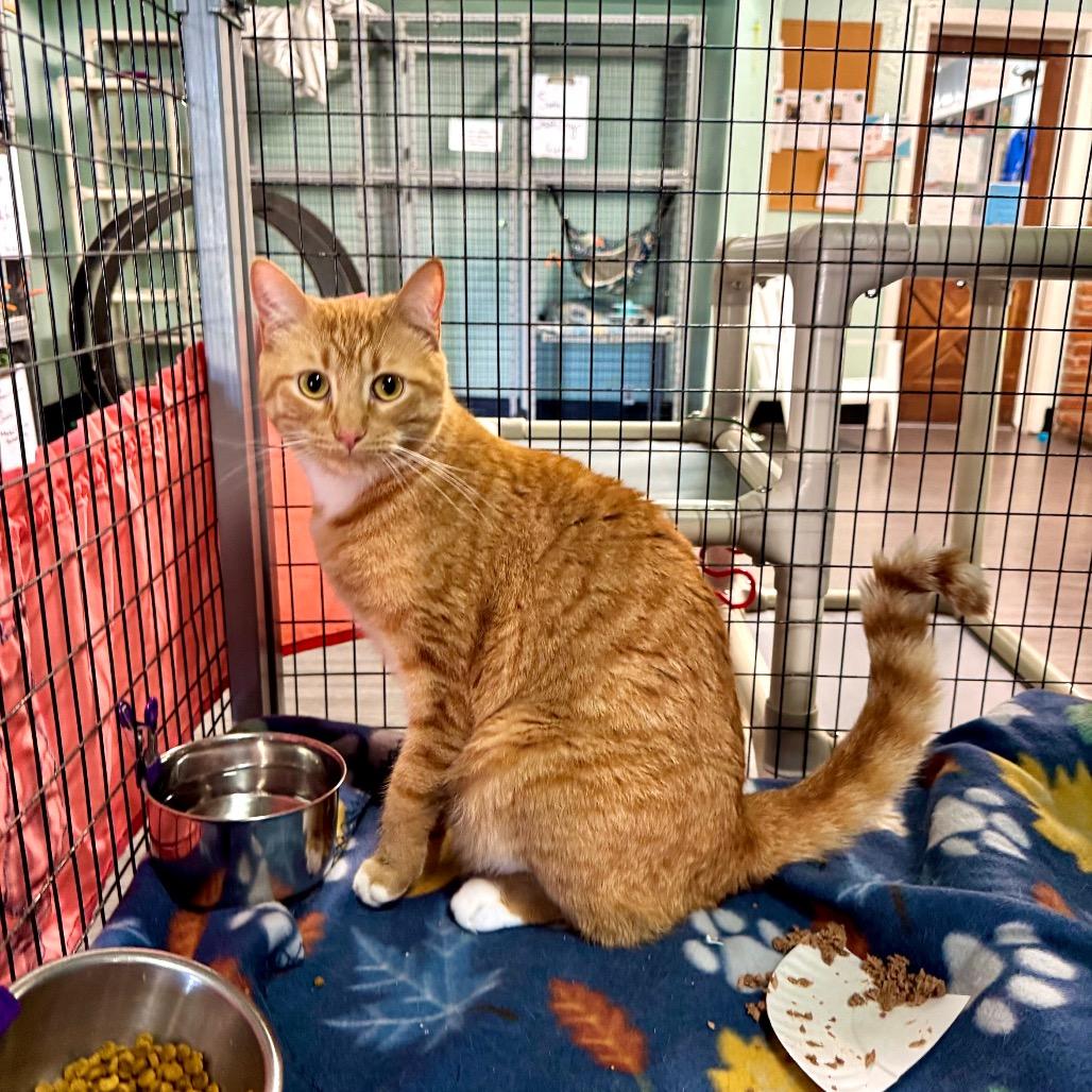 Fire, Adoptable, Adult Male Domestic Short Hair.