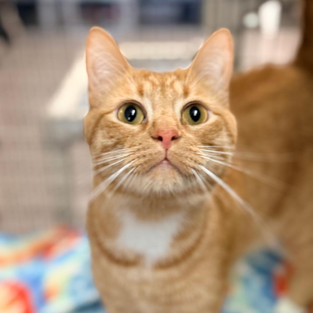 Enlarge Fire, a Adoptable Domestic Short Hair in Redwood Valley, CA image 2/6