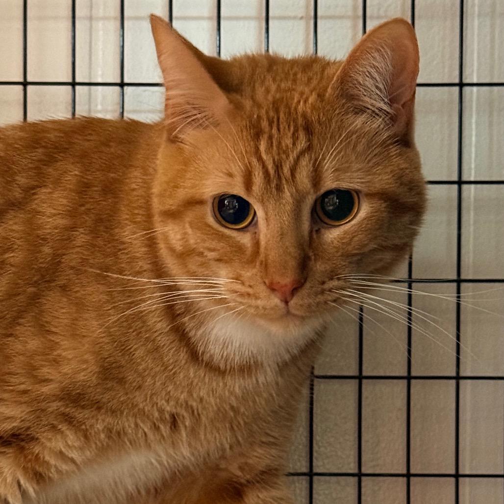 Enlarge Fire, a Adoptable Domestic Short Hair in Redwood Valley, CA image 3/6