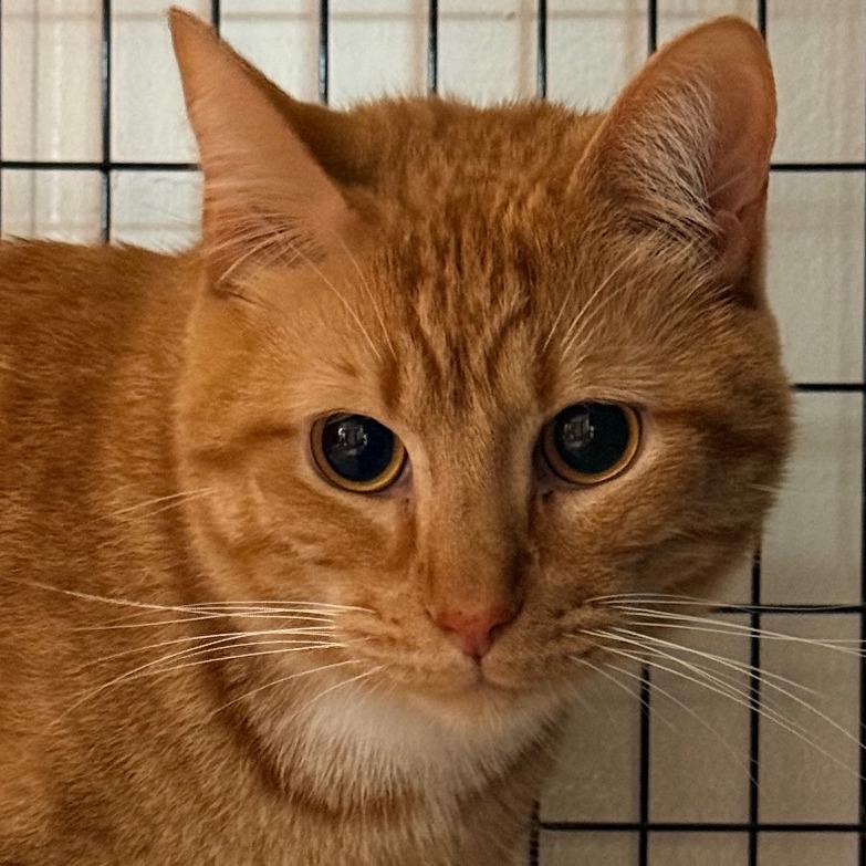 Fire, Adoptable, Adult Male Domestic Short Hair.
