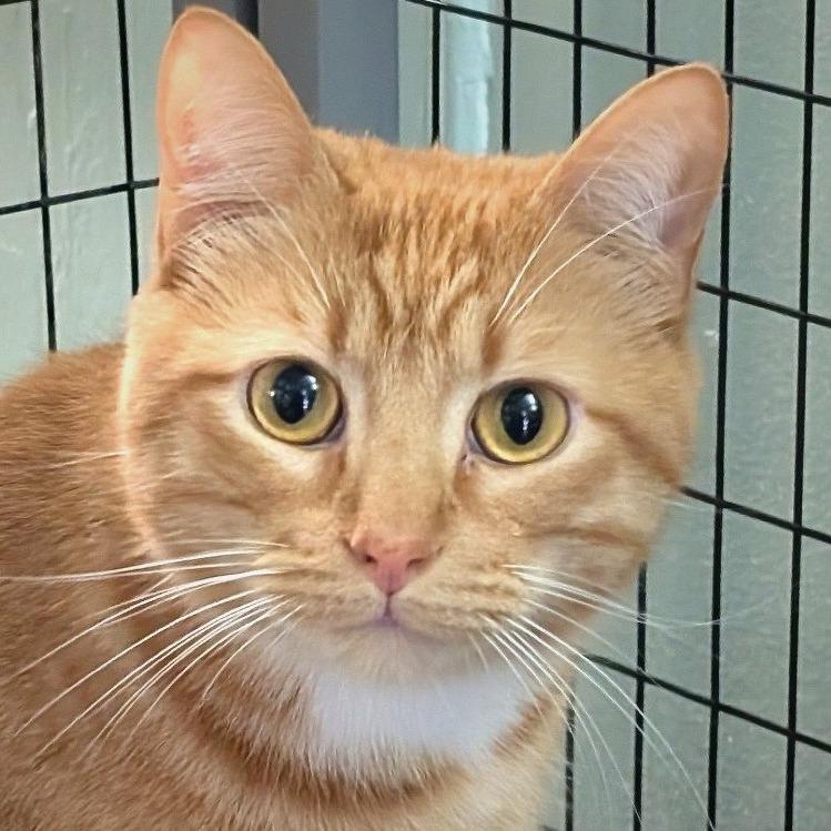 Enlarge Fire, a Adoptable Domestic Short Hair in Redwood Valley, CA image 2/6