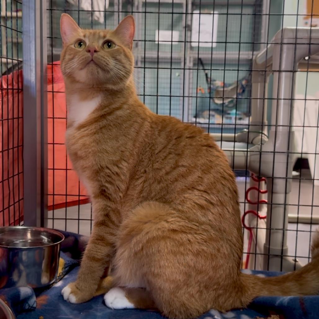 Enlarge Fire, a Adoptable Domestic Short Hair in Redwood Valley, CA image 4/6