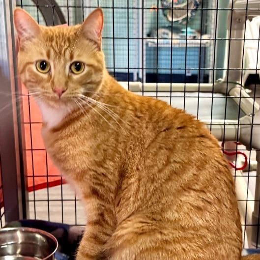 Enlarge Fire, a Adoptable Domestic Short Hair in Redwood Valley, CA image 3/6