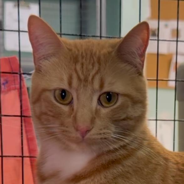 Enlarge Fire, a Adoptable Domestic Short Hair in Redwood Valley, CA image 5/6