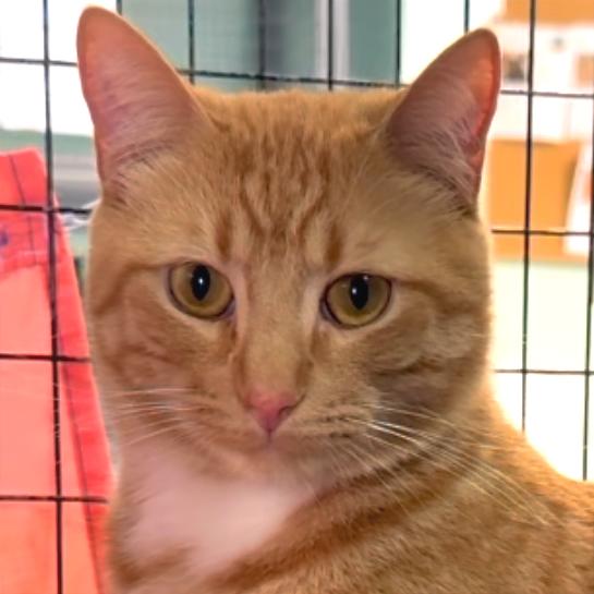 Enlarge Fire, a Adoptable Domestic Short Hair in Redwood Valley, CA image 4/6