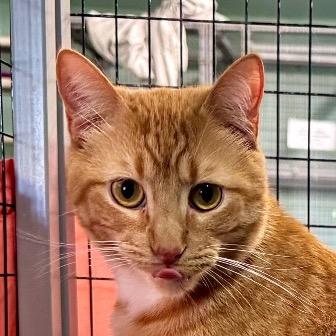 Enlarge Fire, a Adoptable Domestic Short Hair in Redwood Valley, CA image 6/6