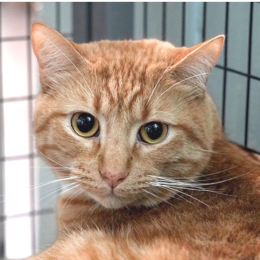 Enlarge Fire, a Adoptable Domestic Short Hair in Redwood Valley, CA image 6/6