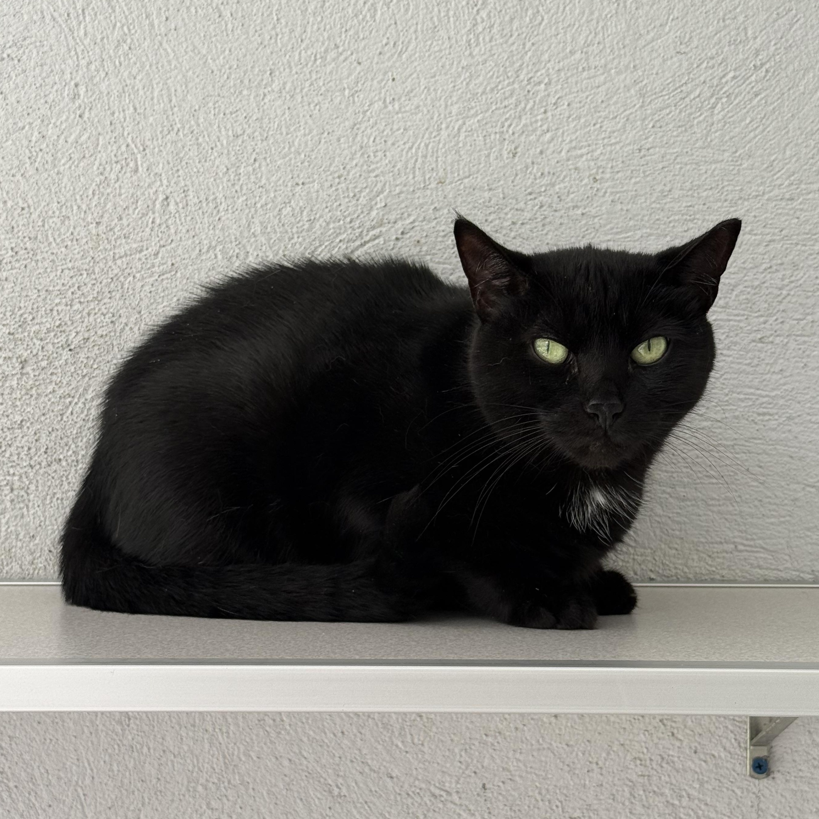 Enlarge Salem, a Adoptable mixed breed in West Milford, NJ image 5/5