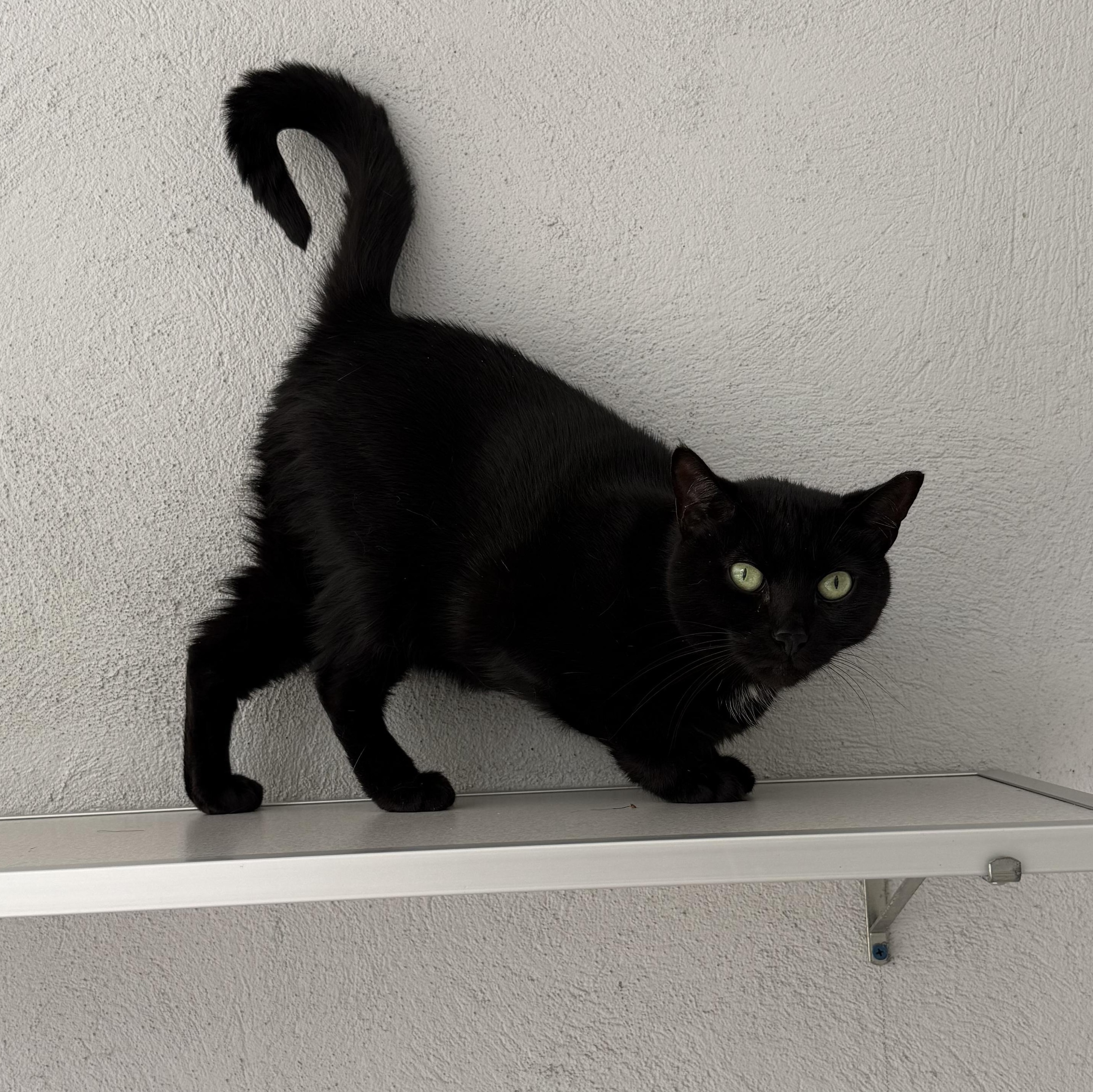 Enlarge Salem, a Adoptable mixed breed in West Milford, NJ image 2/5