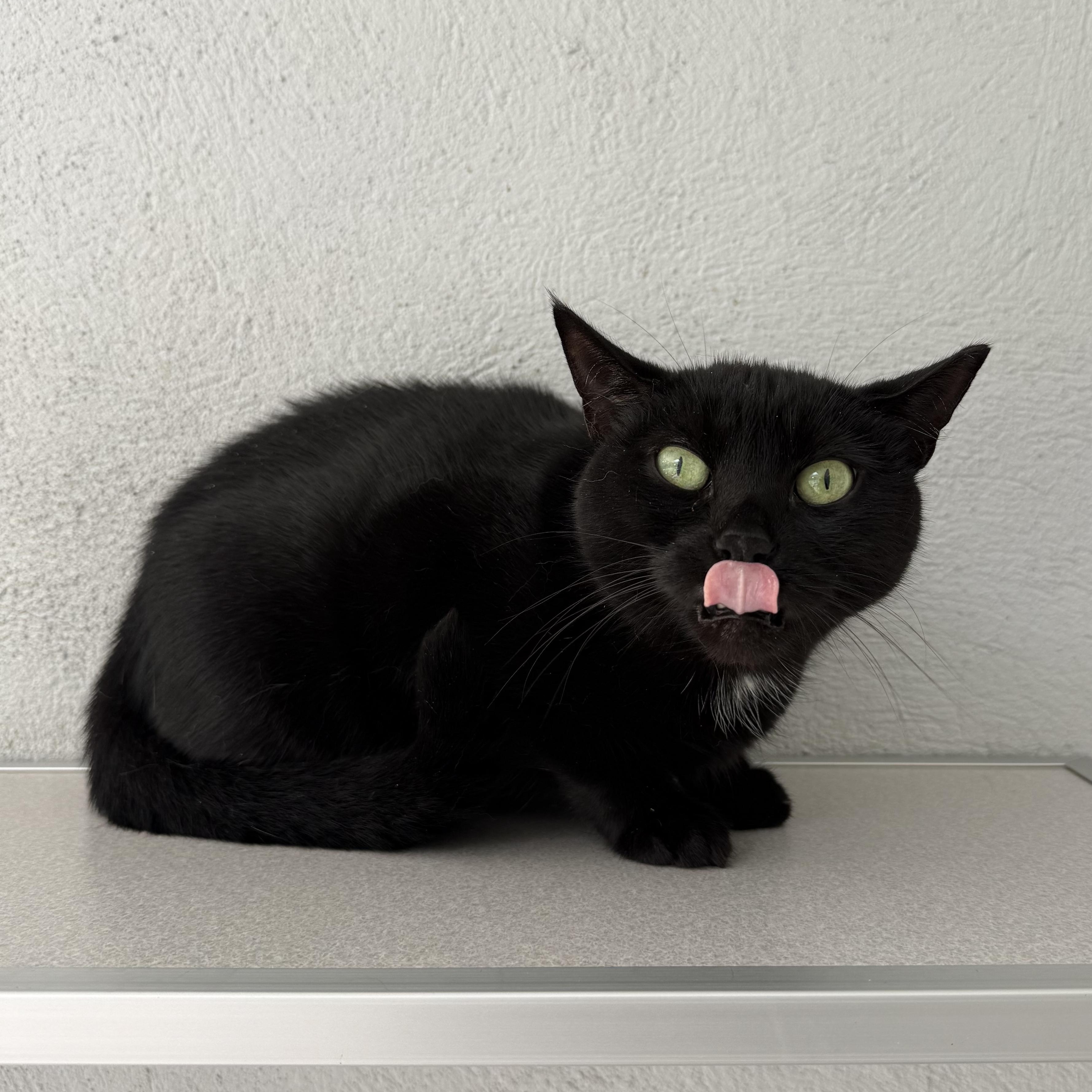 Enlarge Salem, a Adoptable mixed breed in West Milford, NJ image 3/5