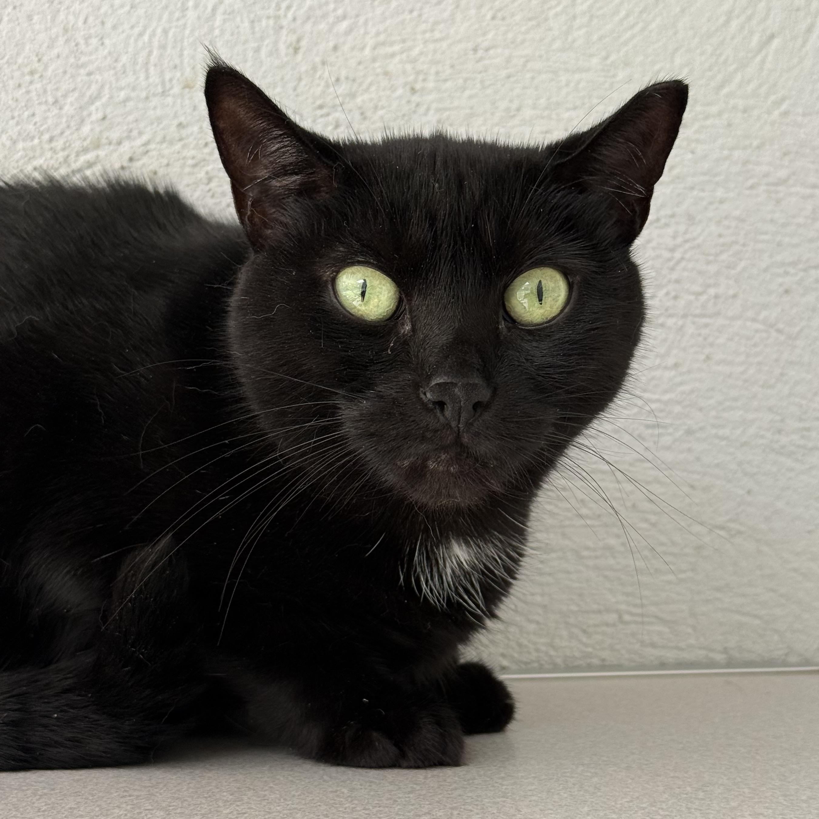 Salem, Adoptable, Adult Female Domestic Short Hair.