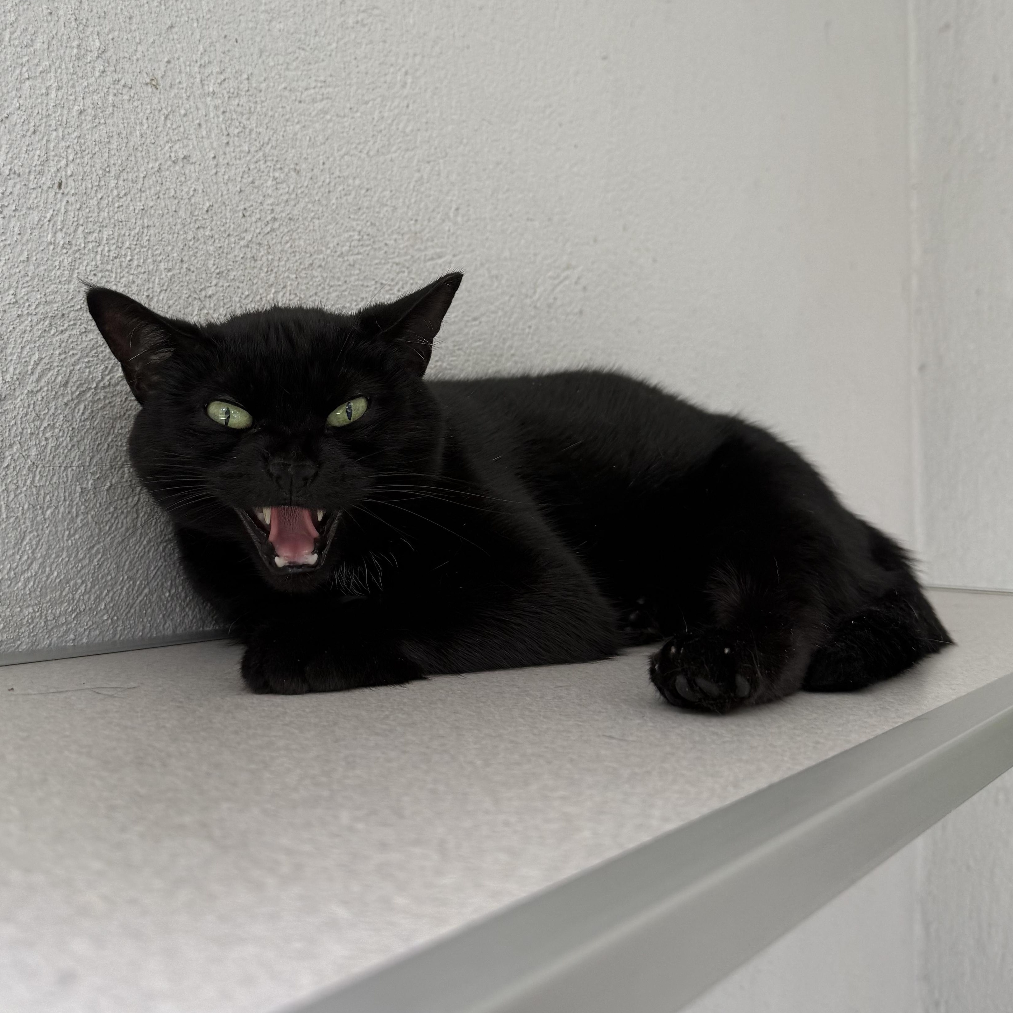 Enlarge Salem, a Adoptable mixed breed in West Milford, NJ image 4/5