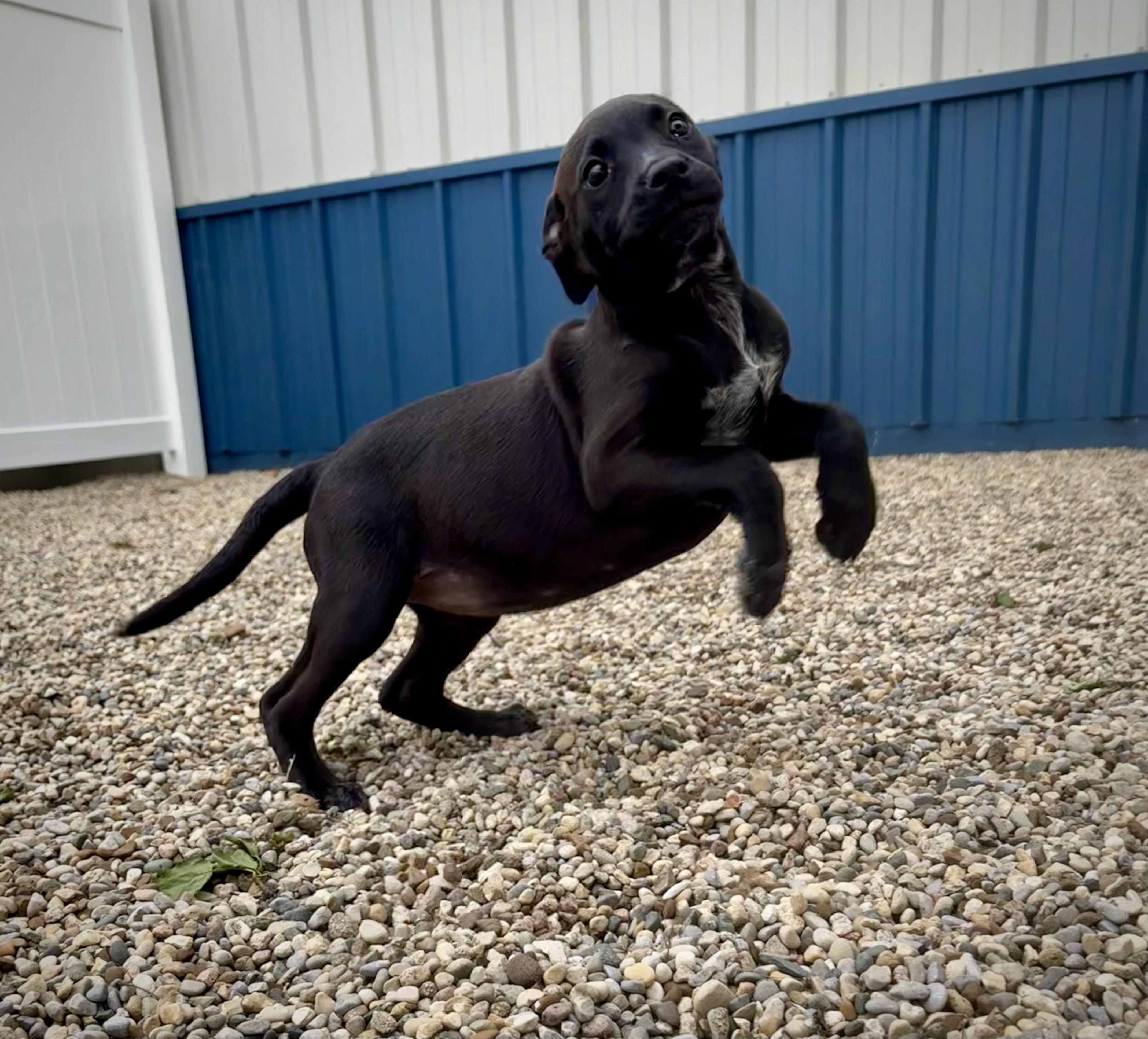 Enlarge Chara, an adopted mixed breed in Kalamazoo, MI image 5/6