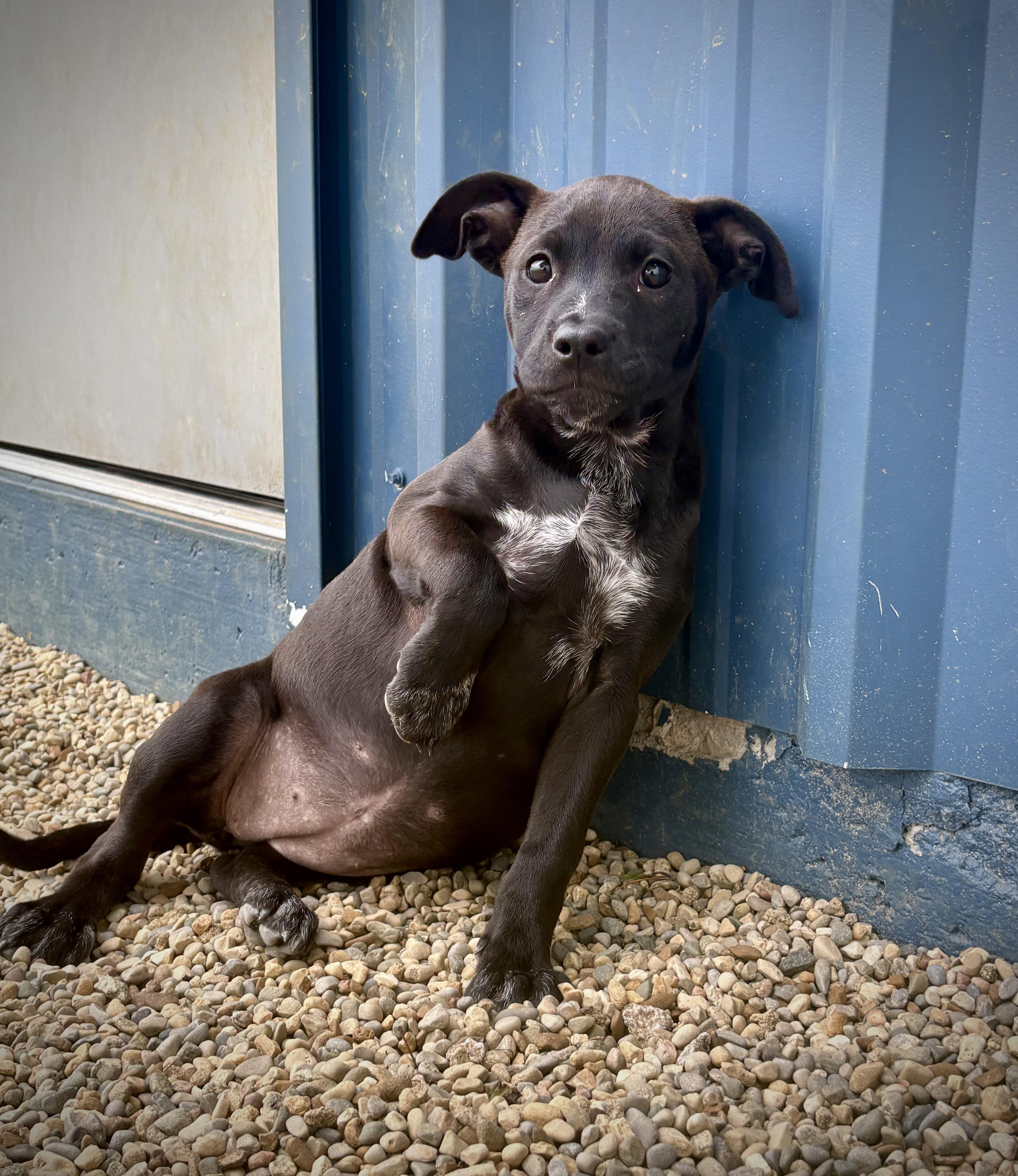 Chara, adopted, Puppy Female Terrier & Standard Schnauzer.