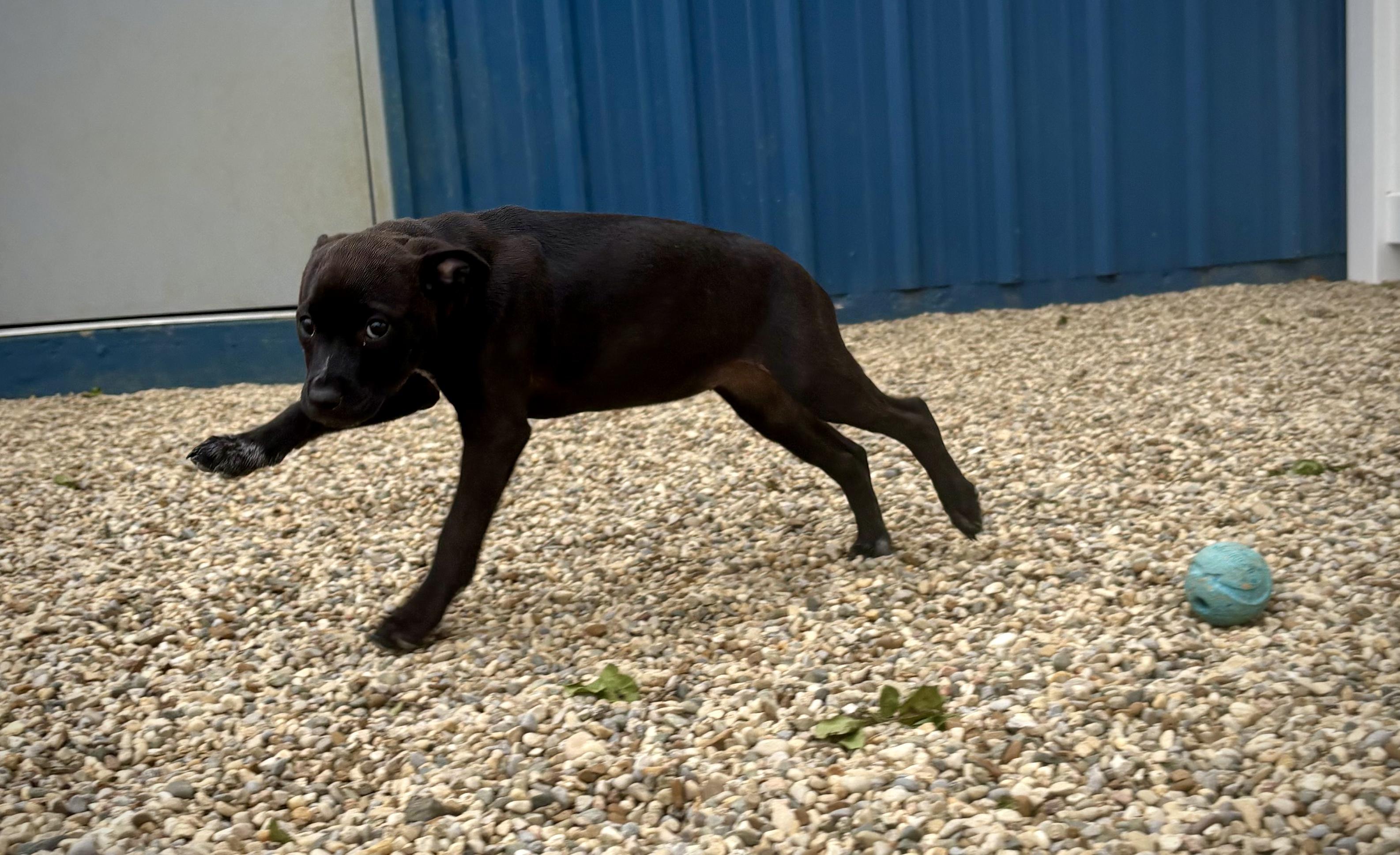 Enlarge Chara, an adopted mixed breed in Kalamazoo, MI image 6/6