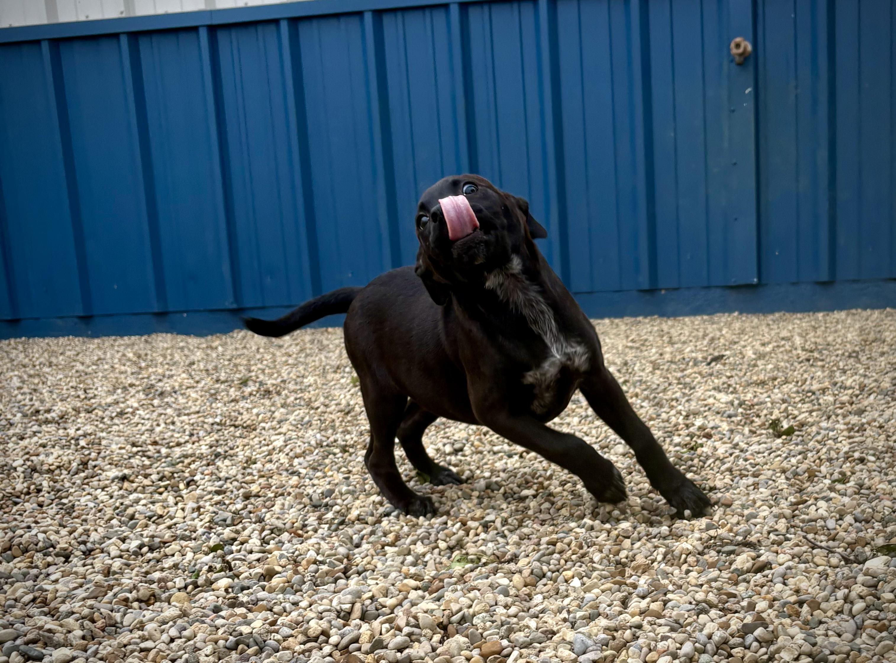 Enlarge Chara, an adopted mixed breed in Kalamazoo, MI image 3/6