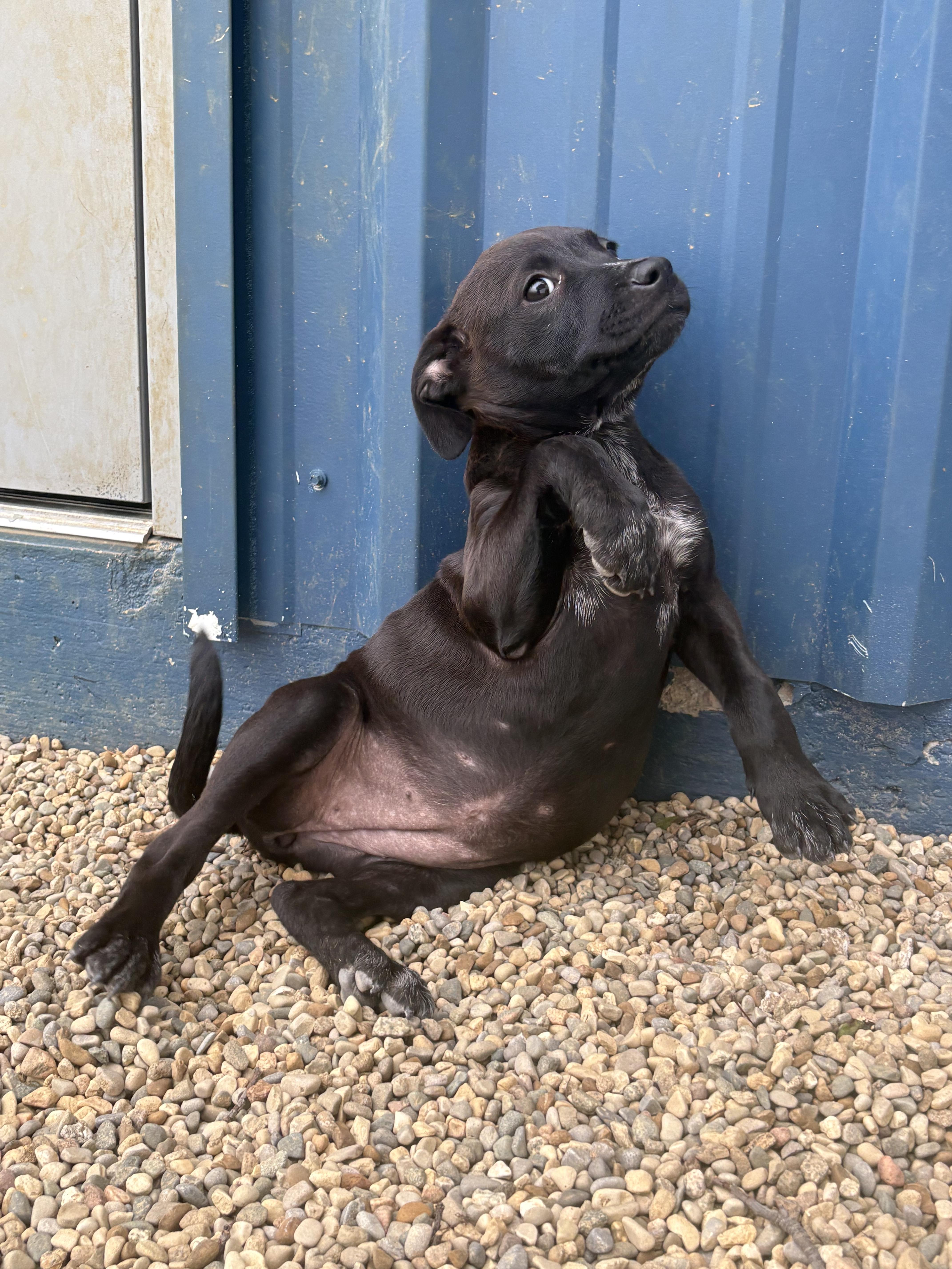 Enlarge Chara, an adopted mixed breed in Kalamazoo, MI image 2/6