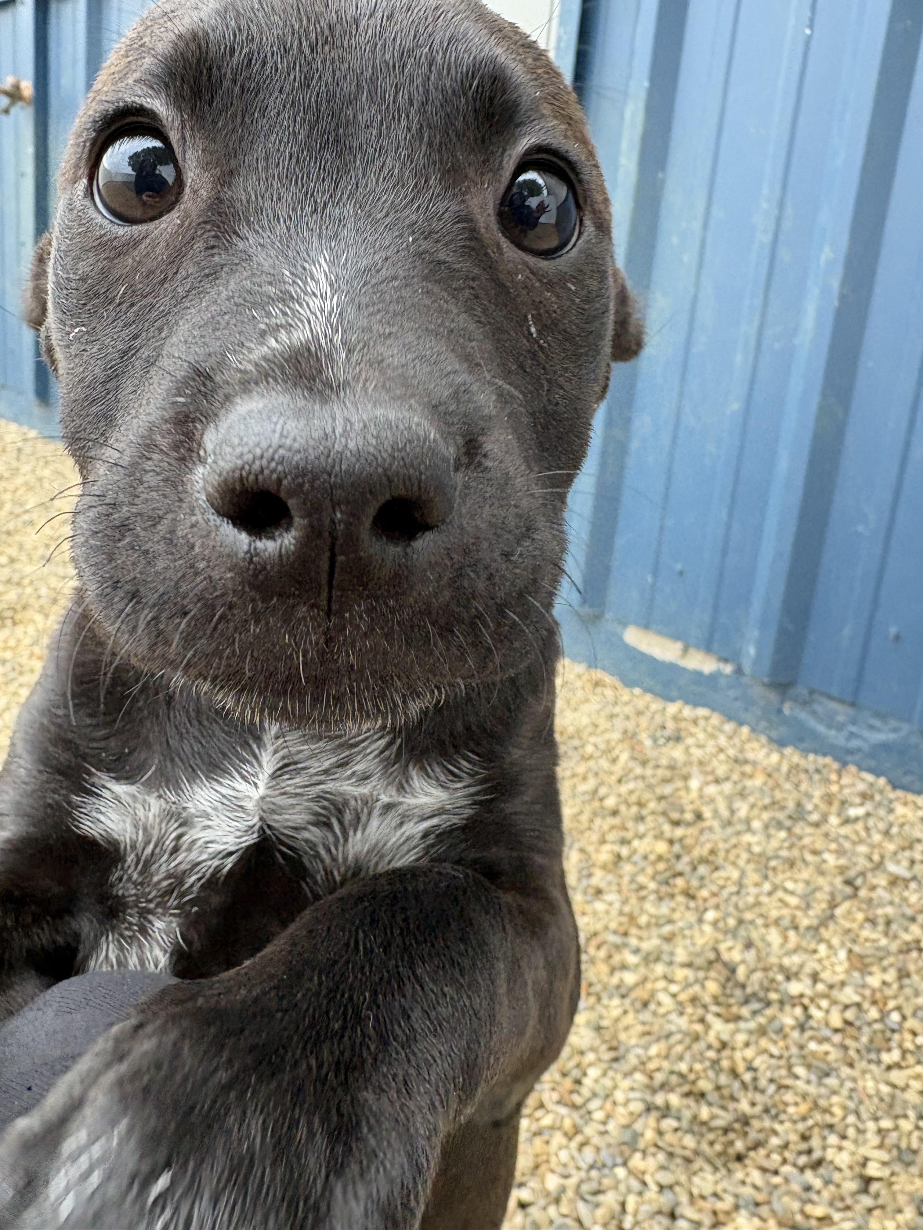 Enlarge Chara, an adopted mixed breed in Kalamazoo, MI image 4/6