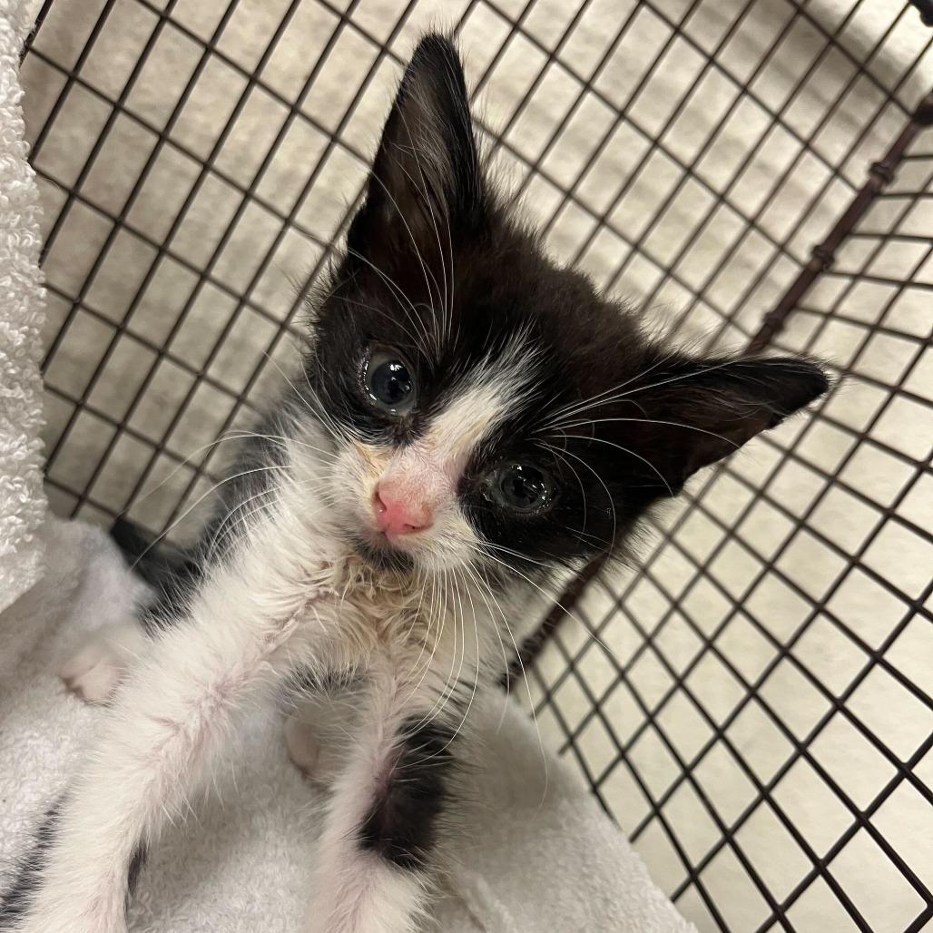 Joel, Adoptable, Young Male Domestic Short Hair.