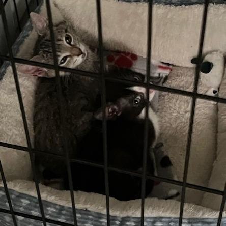 Enlarge Joel, a Adoptable Domestic Short Hair in San Antonio, TX image 2/6