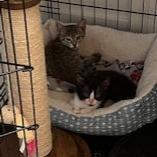 Enlarge Joel, a Adoptable Domestic Short Hair in San Antonio, TX image 3/6