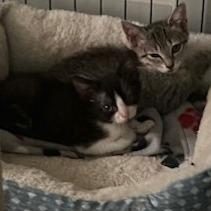 Enlarge Joel, a Adoptable Domestic Short Hair in San Antonio, TX image 4/6