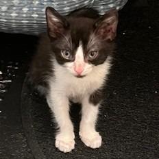 Enlarge Joel, a Adoptable Domestic Short Hair in San Antonio, TX image 5/6