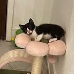 Enlarge Joel, a Adoptable Domestic Short Hair in San Antonio, TX image 6/6