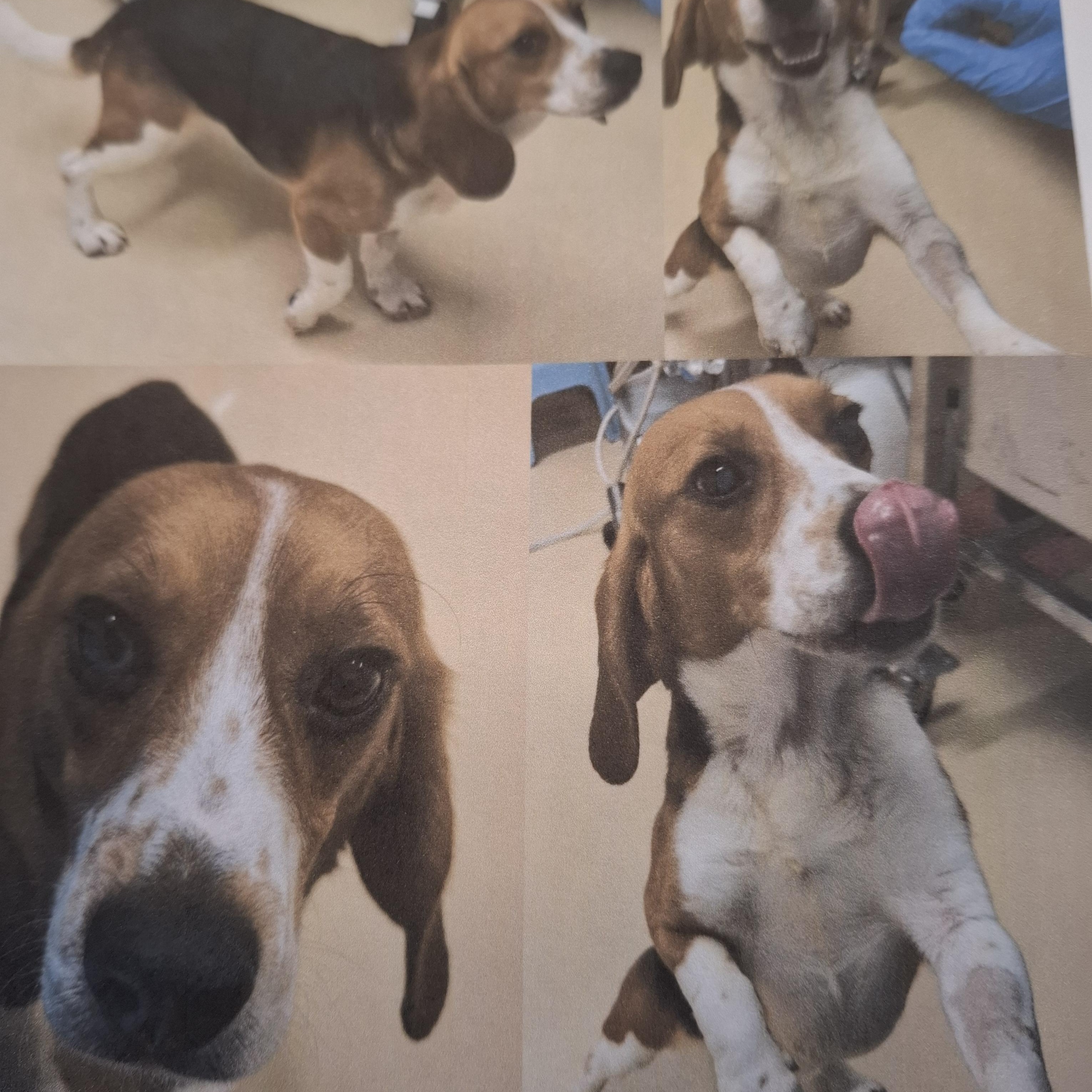 Gordie, Adoptable, Young Male Beagle.