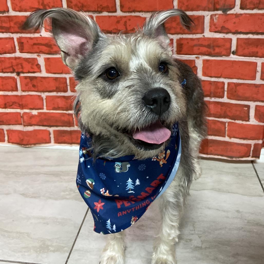 Wolfie, a Adoptable Schnauzer in Laredo, TX image 4/5