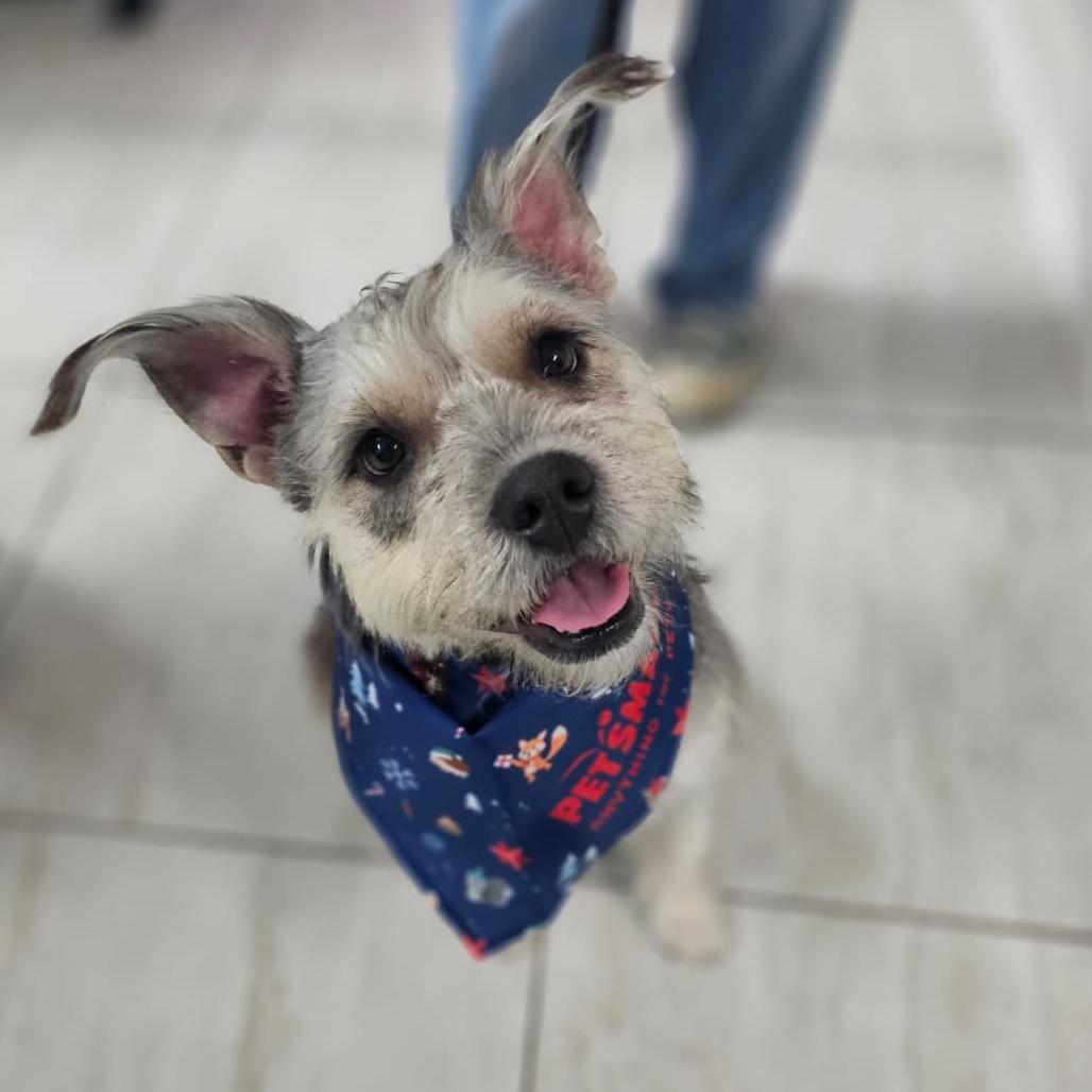 Enlarge Wolfie, a Adoptable Schnauzer in Laredo, TX image 3/5