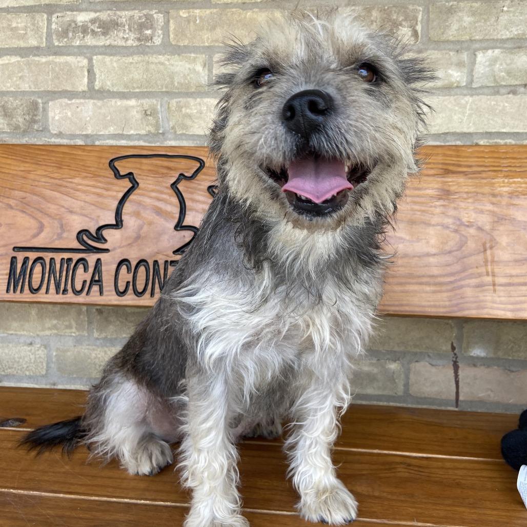 Wolfie, a Adoptable Schnauzer in Laredo, TX image 5/5