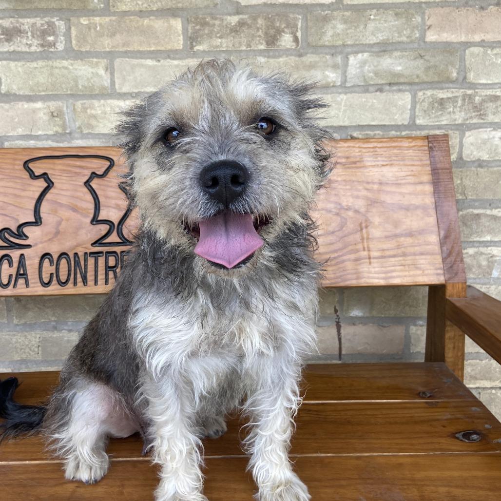 Enlarge Wolfie, a Adoptable Schnauzer in Laredo, TX image 4/5