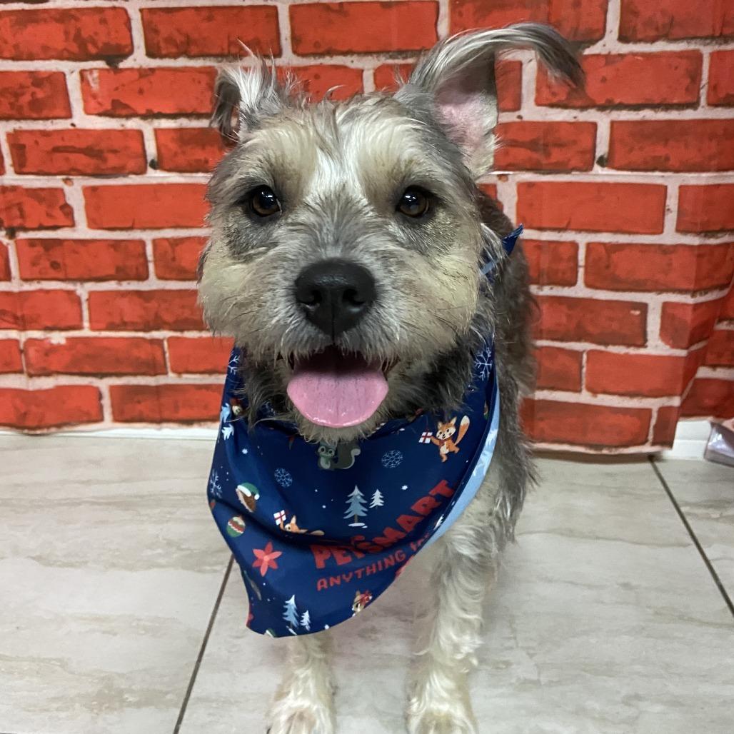 Enlarge Wolfie, a Adoptable Schnauzer in Laredo, TX image 5/5
