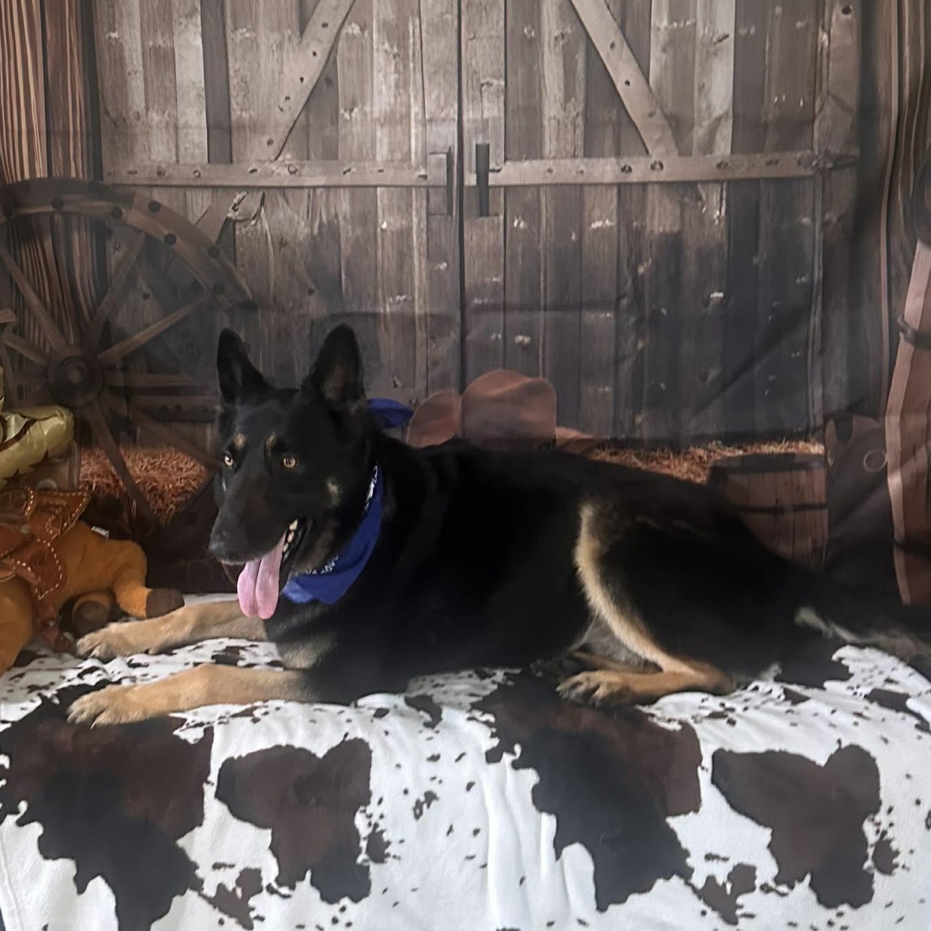 WALTER GS — thumbnail 2