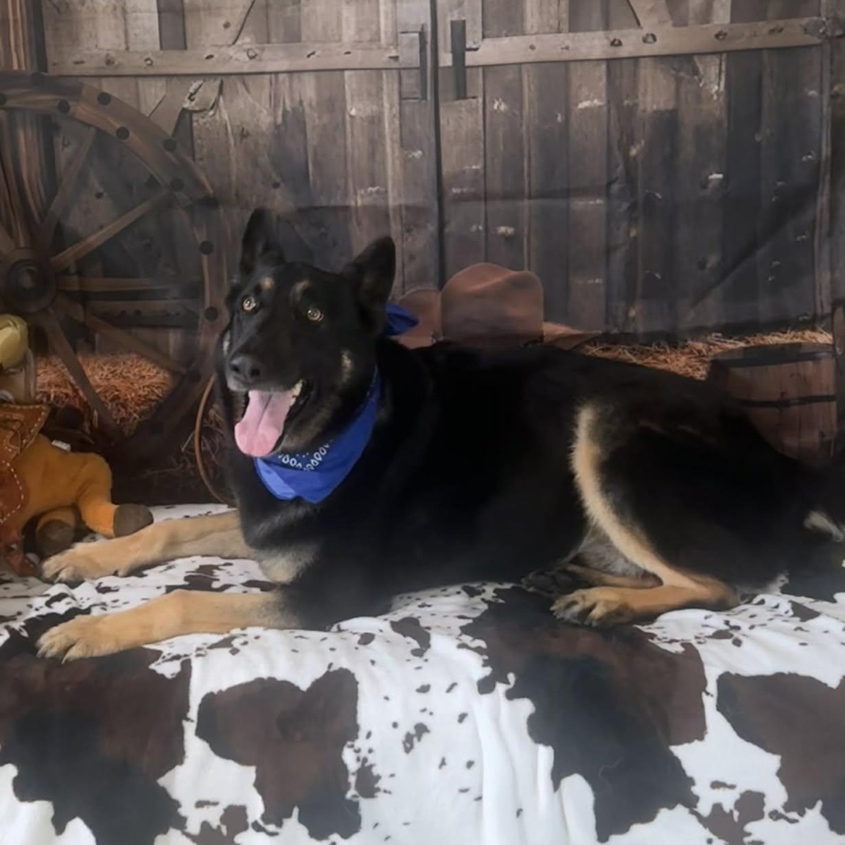 WALTER GS — thumbnail 3