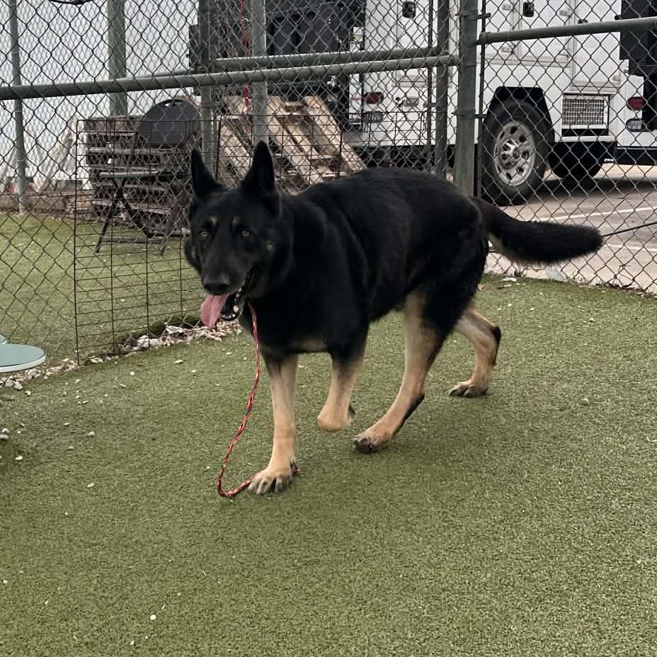 WALTER GS — thumbnail 5