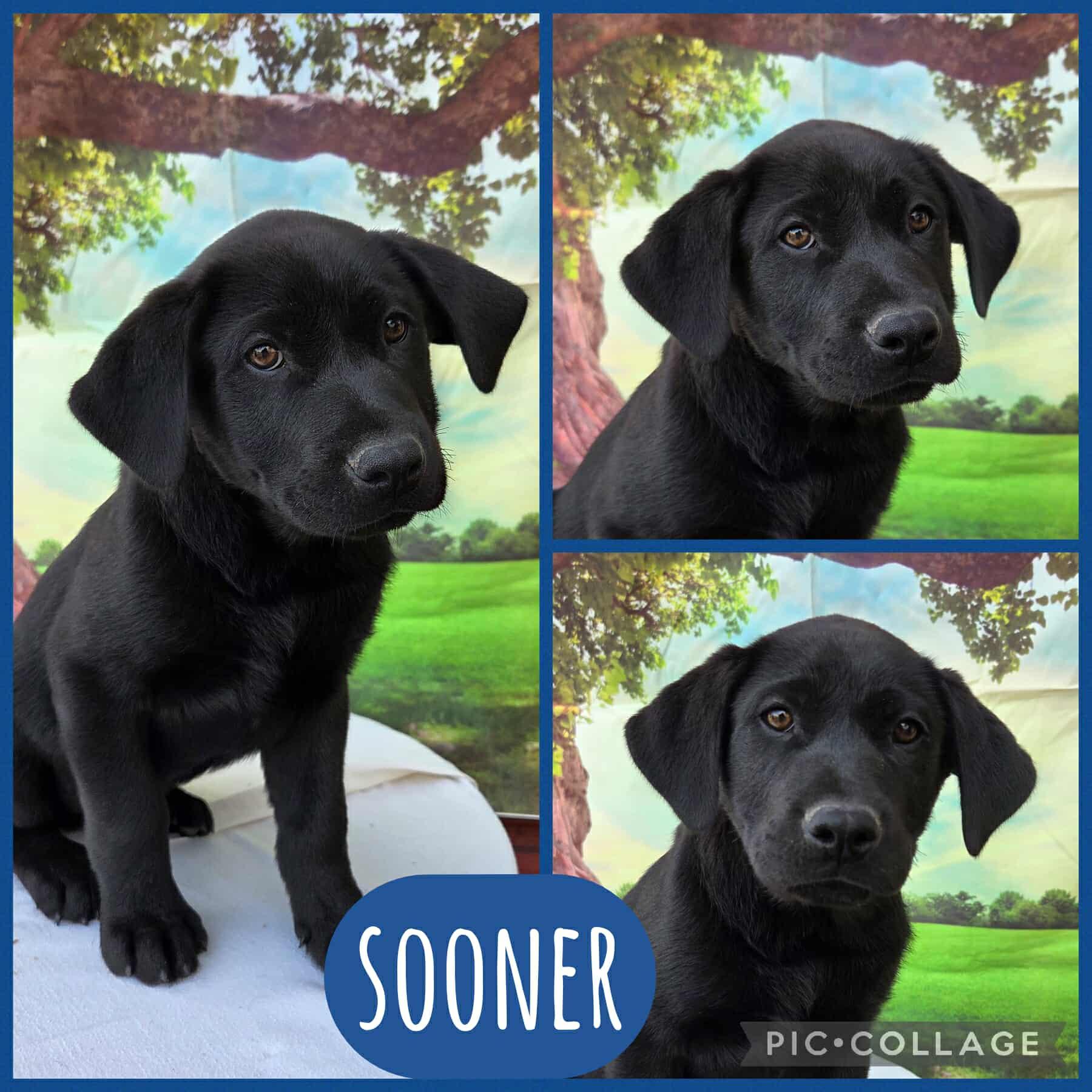 Sooner, adopted, Puppy Male Labrador Retriever & Catahoula Leopard Dog.