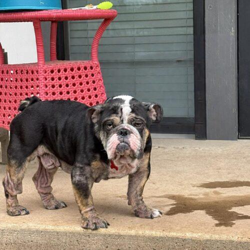 Enlarge Graham, a Adoptable English Bulldog in Austin, TX image 1/5