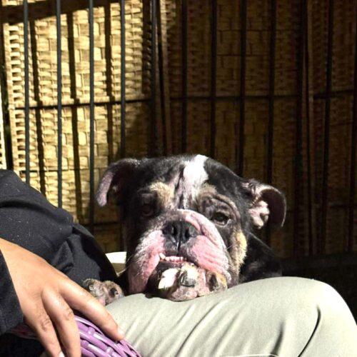 Enlarge Graham, a Adoptable English Bulldog in Austin, TX image 2/5