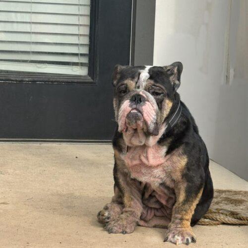 Enlarge Graham, a Adoptable English Bulldog in Austin, TX image 3/5