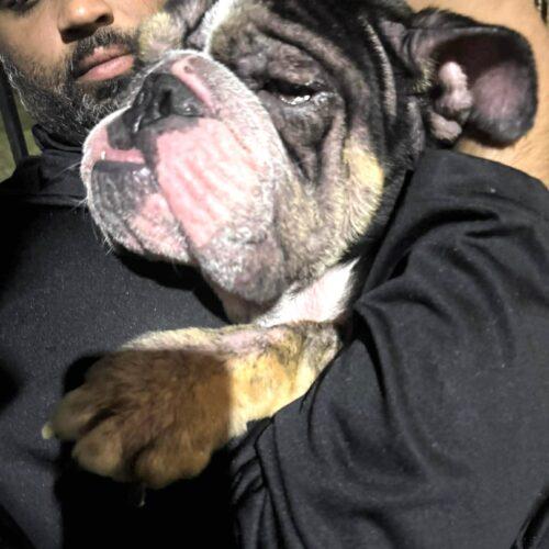 Enlarge Graham, a Adoptable English Bulldog in Austin, TX image 4/5